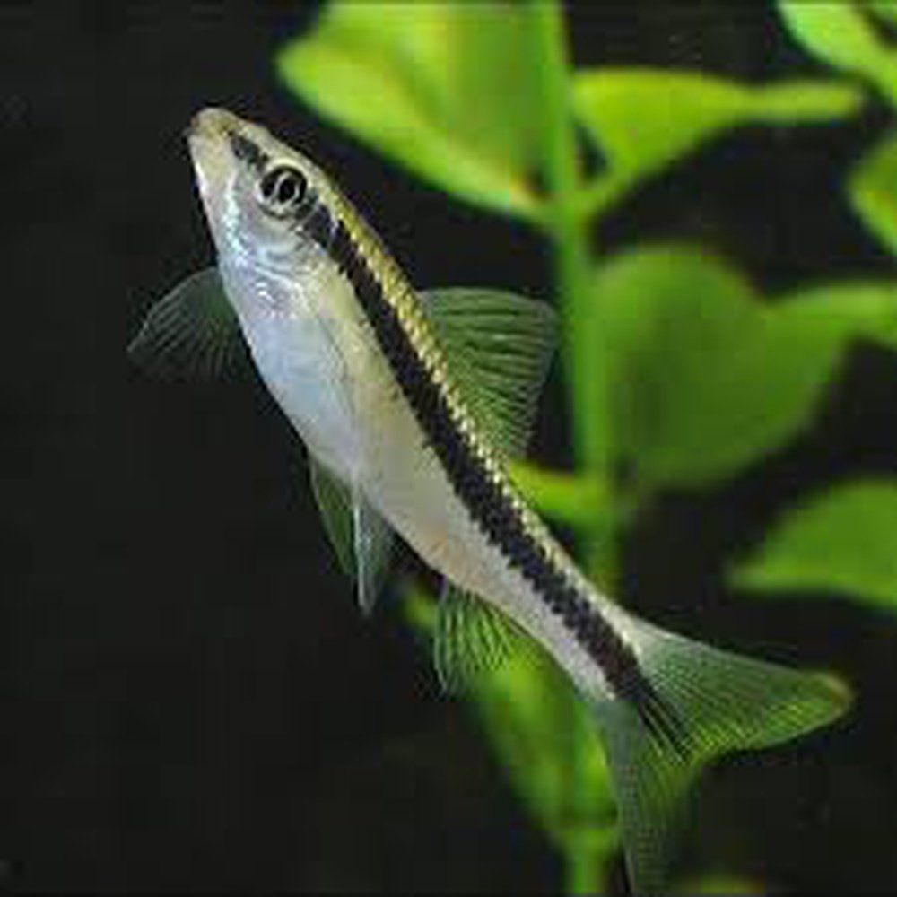 Peste sanitar, Crossocheilus Siamensis (Siamese Algae eather) (SAE) 3-3,5 cm