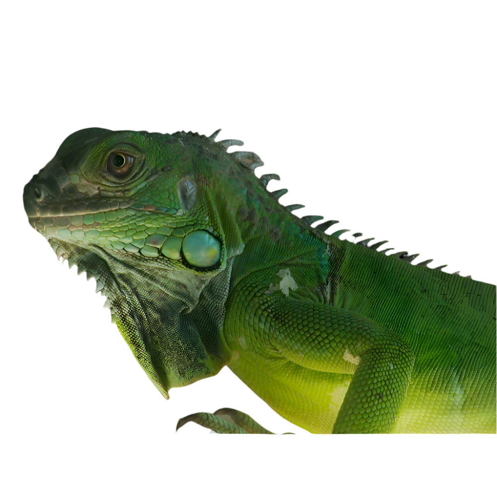 Iguana Green