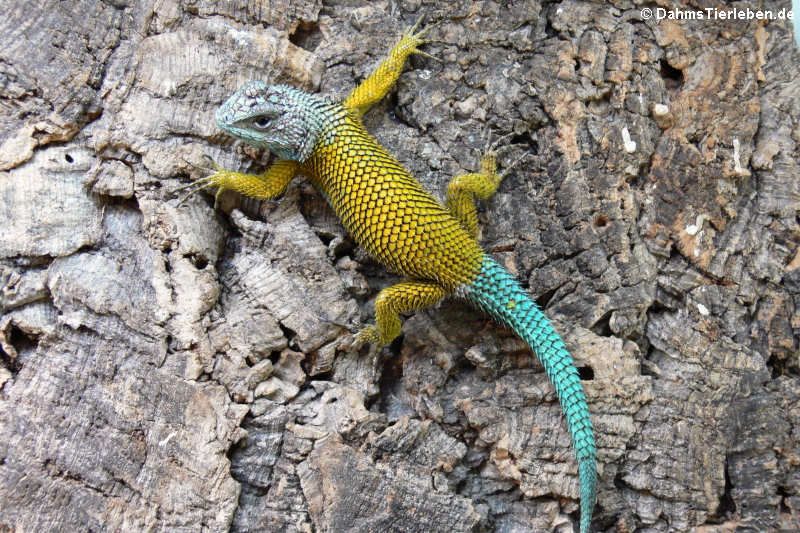 Sceloporus malachiticus (Emerald swift)