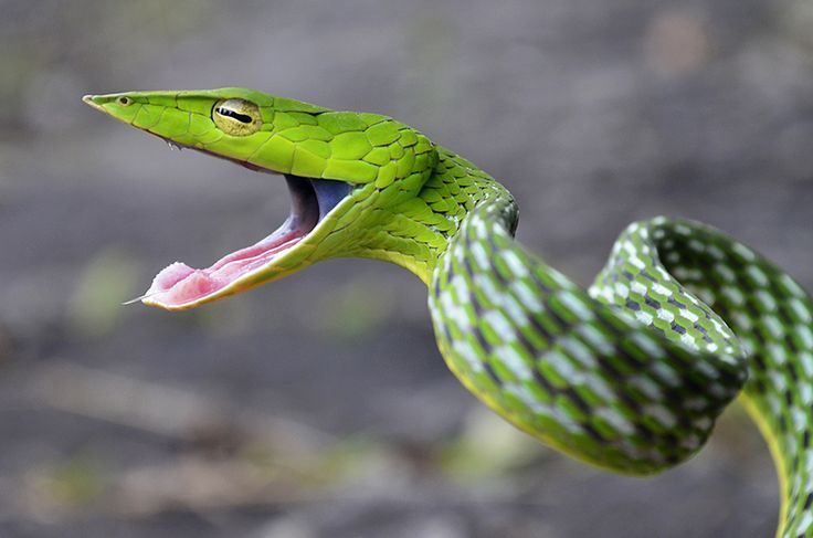 Ahaetulla nasuta 70-90cm (Long-nosed Tree Snake)