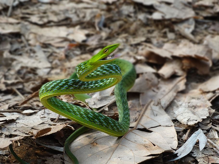 Ahaetulla nasuta 70-90cm (Long-nosed Tree Snake)