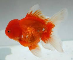Carassius auratus Red oranda 11-13 cm