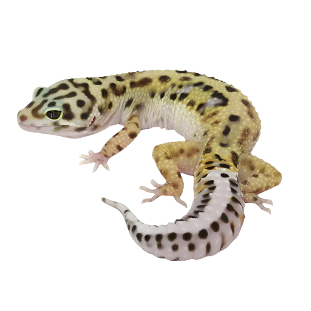 Eublepharis macularius (leopard gecko) baby