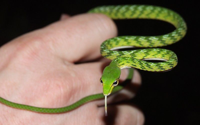 Ahaetulla prasina (Oriental Whipsnake, Asian vine snake ) M-L