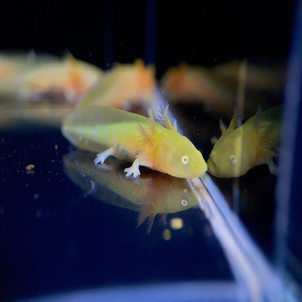 Ambystoma mexicanum Gold albino, Axolotl, 3-5 cm