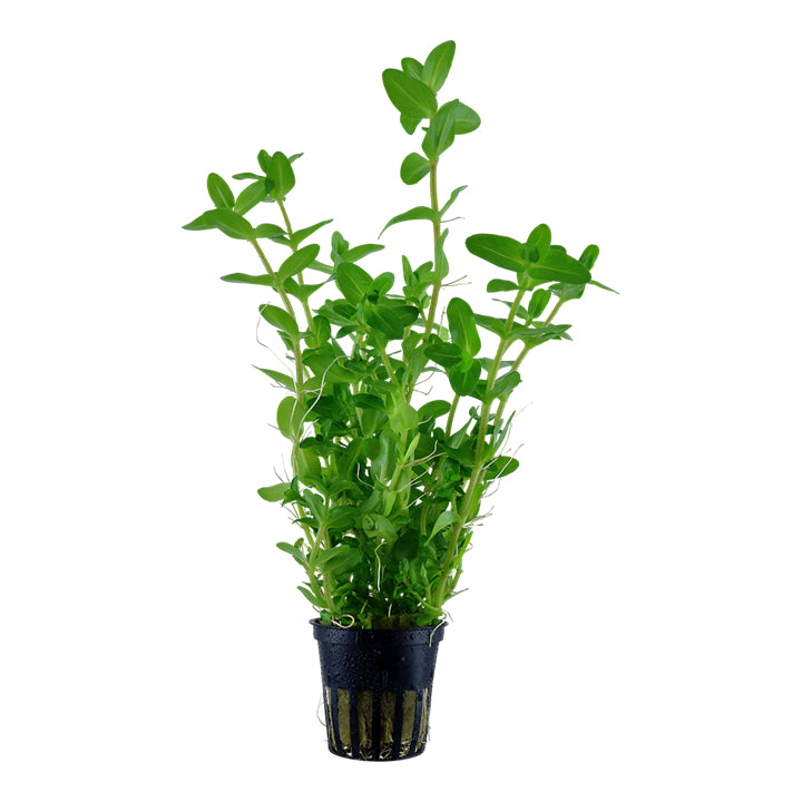 Planta naturala de acvariu,Tropica, Bacopa Caroliniana