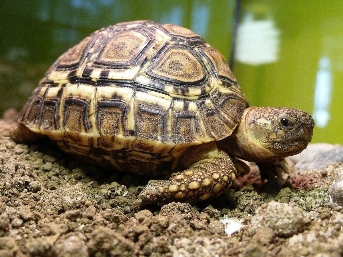 Geochelone pardalis (Leopard tortoise, Stigmochelys pardalis) CB 14-20 cm