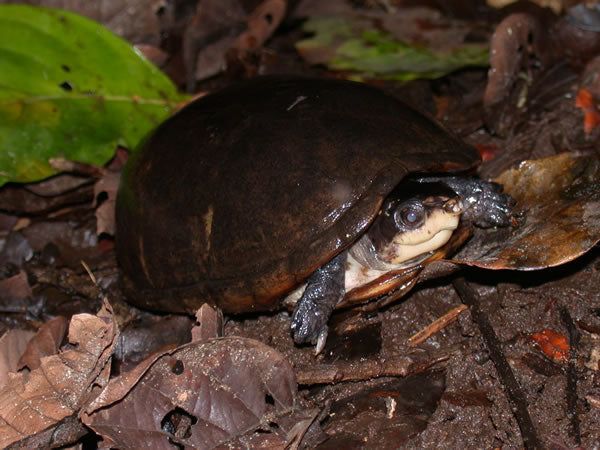 Kinosternon Leucostomum (White-lipped Mud Turtle)