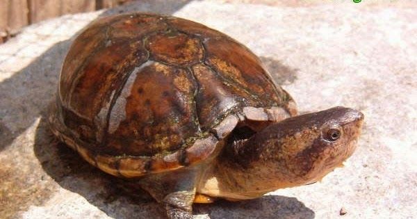 Kinosternon Leucostomum (White-lipped Mud Turtle)