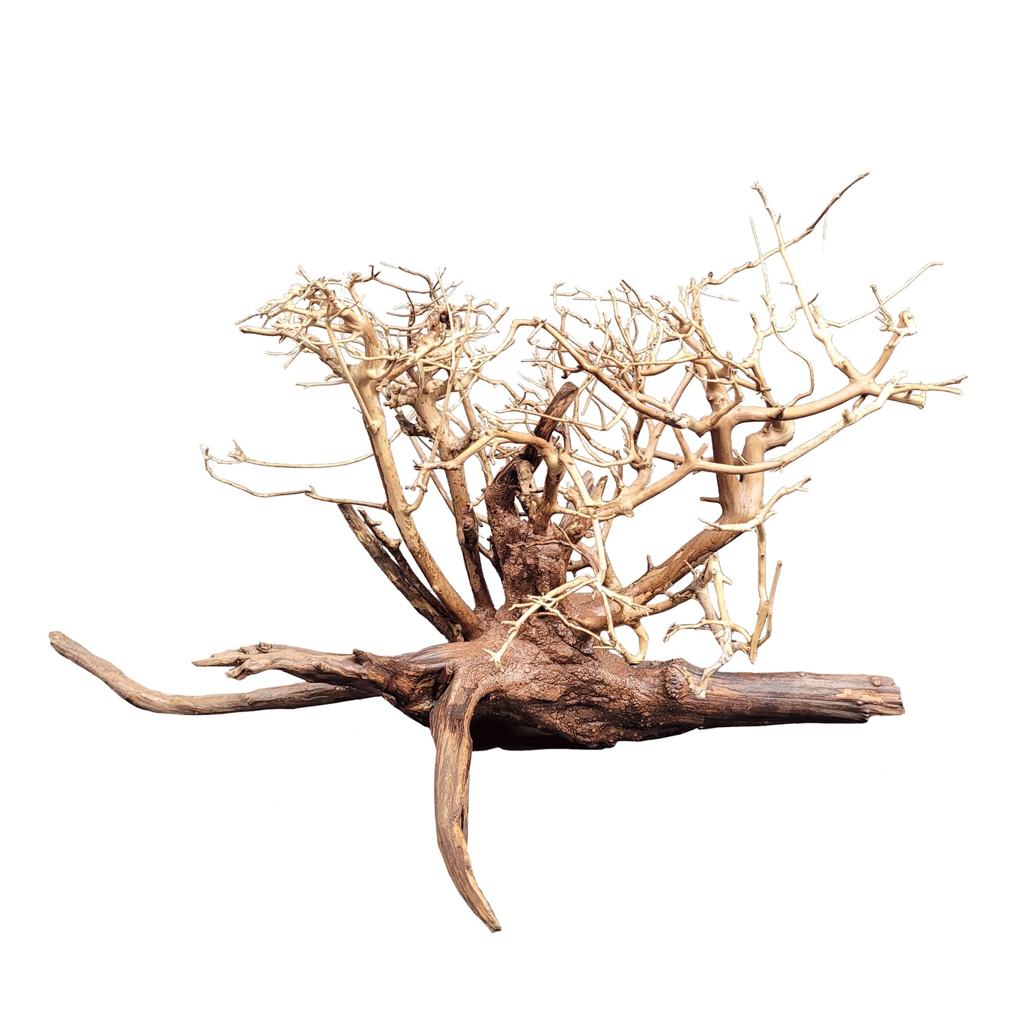Arbust decorativ pentru acvarii i terarii, Wio, Arbu tu Arboretum M, L: 30-50 cm/H: 25-35 cm