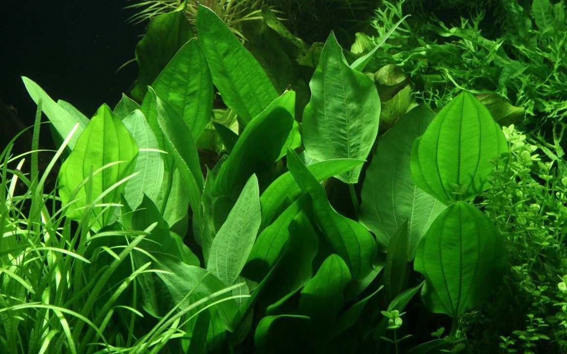 Planta naturala de acvariu, Tropica, Echinodorus palifolius