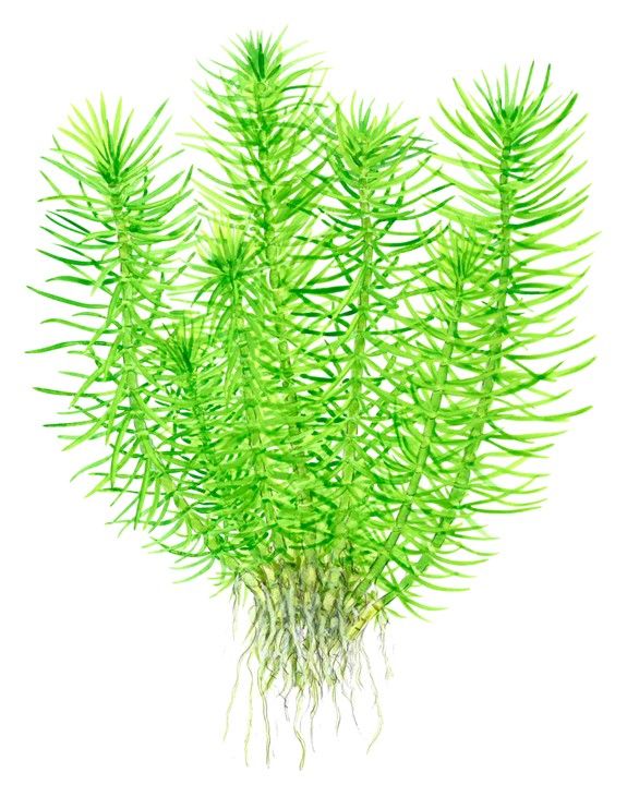Planta naturala de acvariu, Tropica, Pogostemon deccanensis