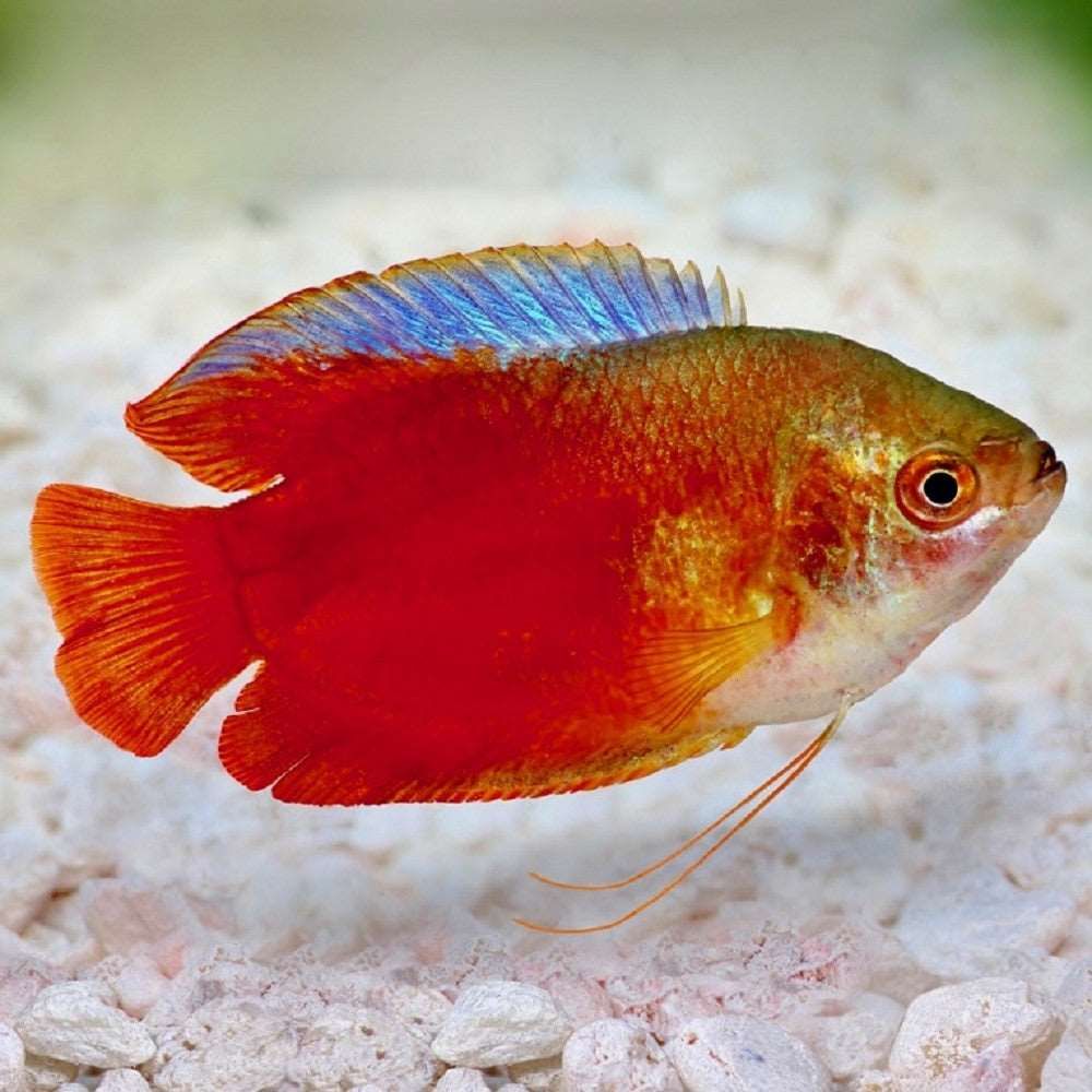 Colisa lalia blood red, XL, mascul