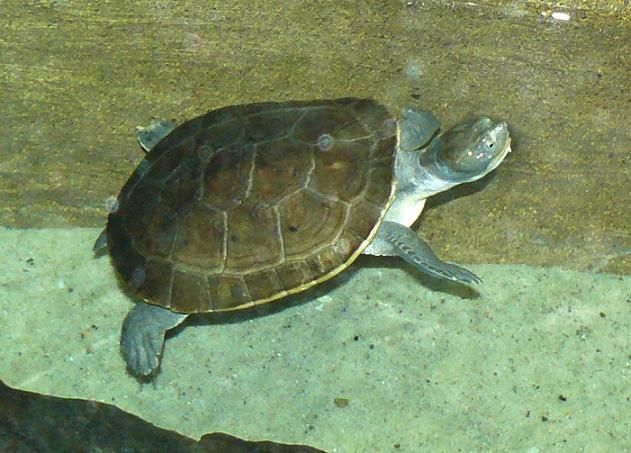 Elseya novaeguineae (New Guinea snapping turtle) M