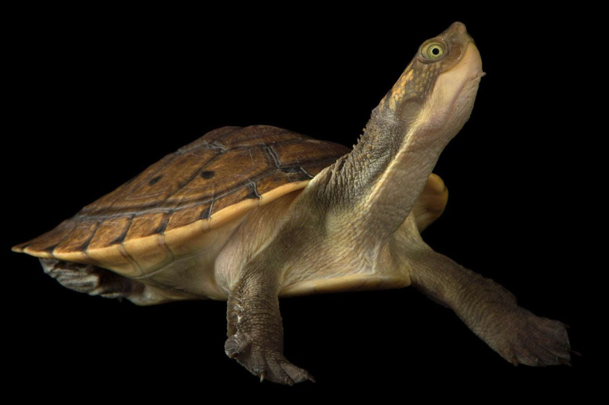 Elseya novaeguineae (New Guinea snapping turtle) M