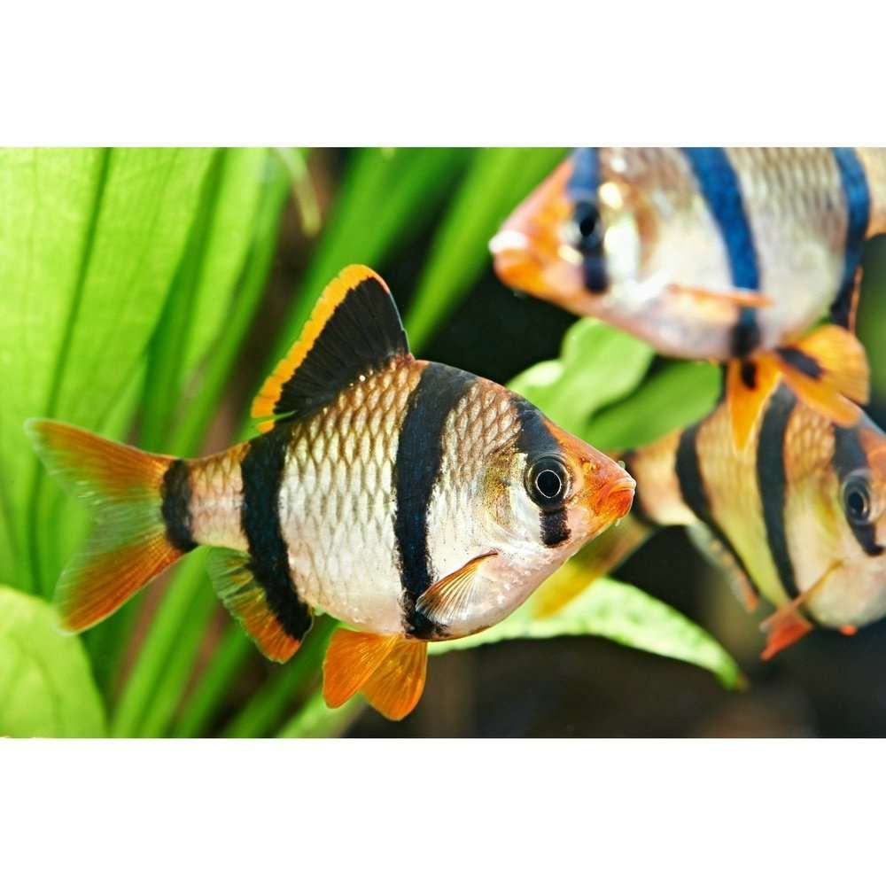 Barbus Tetrazona Tiger 2,5-3 cm