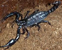 Heterometrus petersii (Blue giant scorpion) L