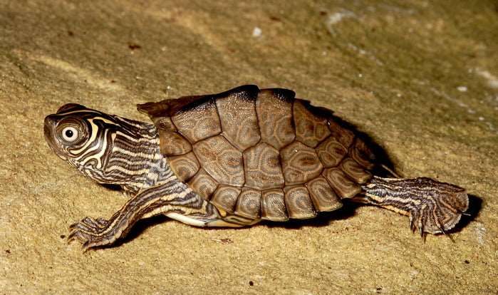 Graptemys kohni (Mississippi map turtle) 4-5 cm