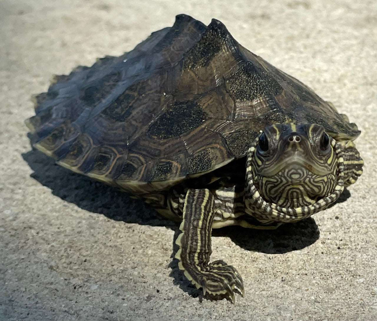 Graptemys kohni (Mississippi map turtle) 4-5 cm