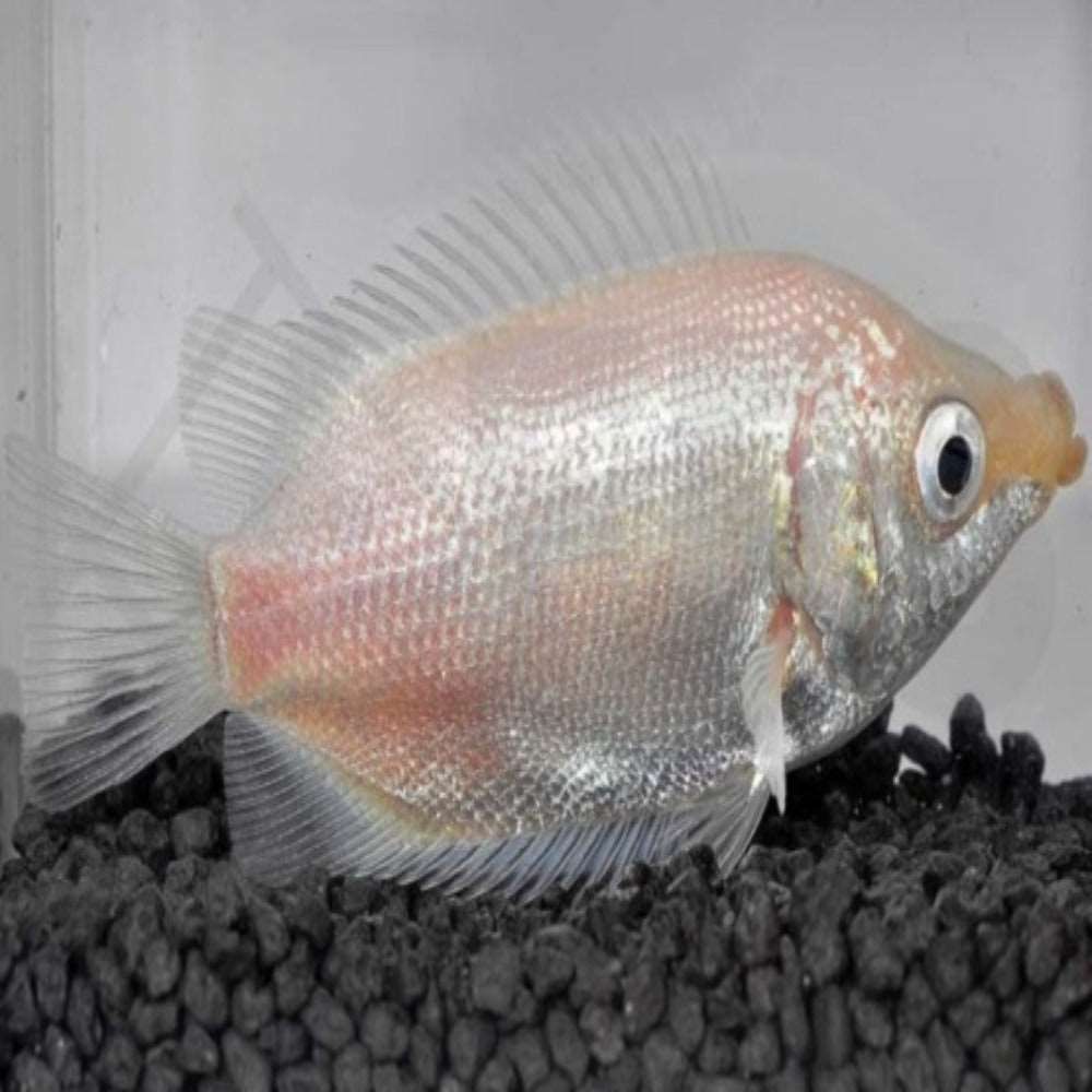 Helostoma temminckii 5-6 cm