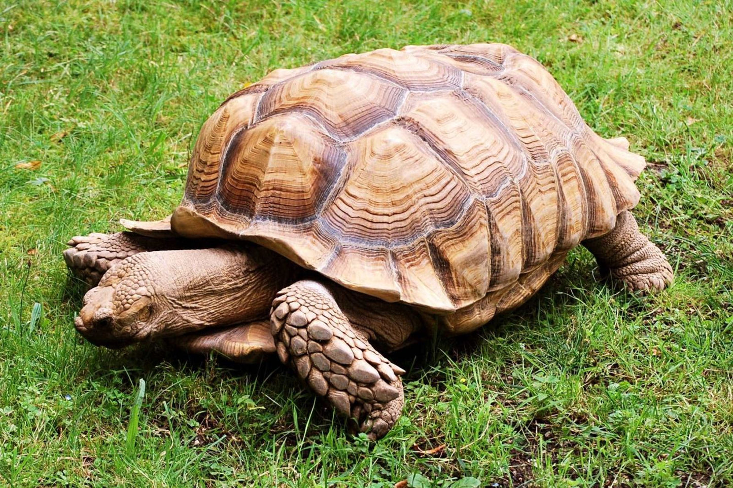 Geochelone sulcata (African Spurred Tortoise, Centrochelys sulcata), baby