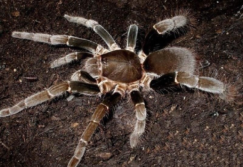 Hysterocrates gigas (Giant baboon spider ) M-L