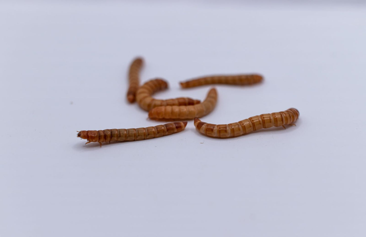 Viermi de faina (mealworms), 2-3 cm