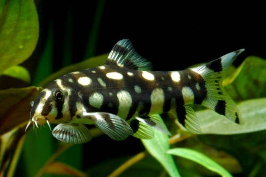 Peste sanitar, Botia Kubotai hybrid 4-5 cm