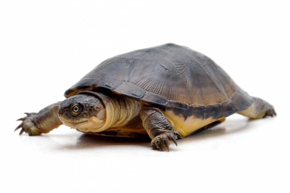 Pelusios castaneus (West African Mud Turtle) M