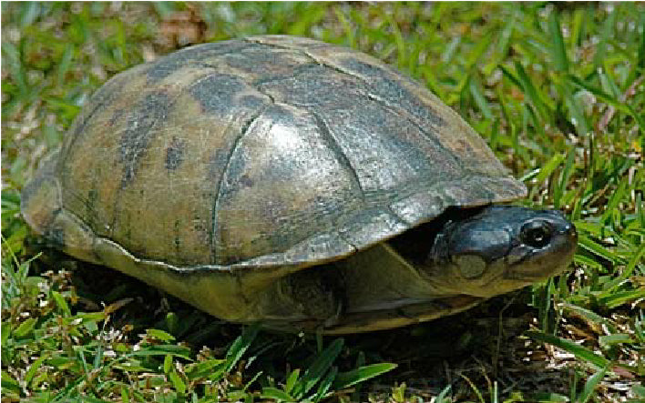 Pelusios castaneus (West African Mud Turtle) M