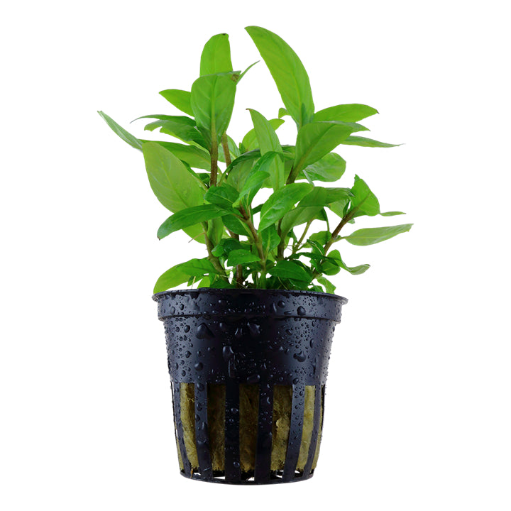 Planta naturala de acvariu, Tropica, Staurogyne repens