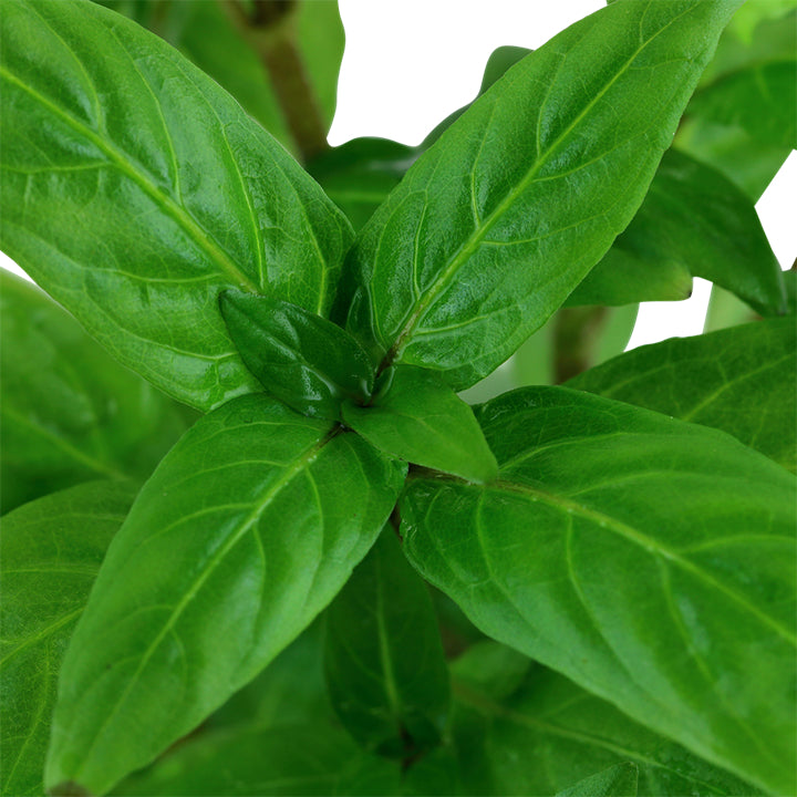 Planta naturala de acvariu, Tropica, Staurogyne repens