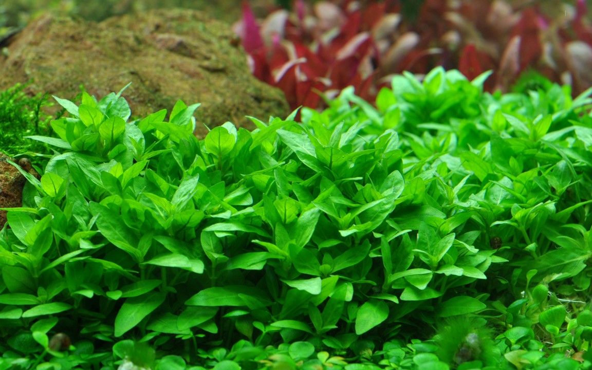 Planta naturala de acvariu, Tropica, Staurogyne repens