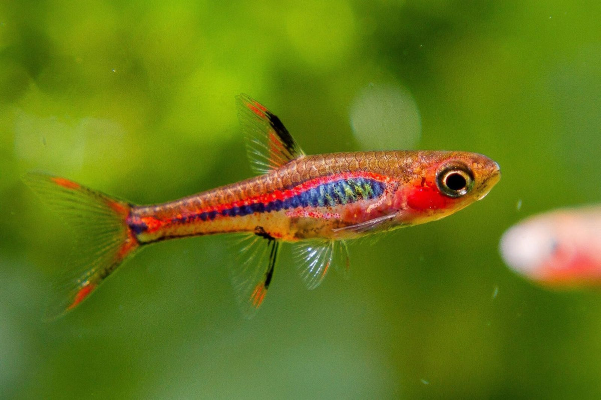 Rasbora briggitae 1-1,5cm