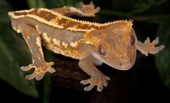 Correlophus ciliates (crested gecko)