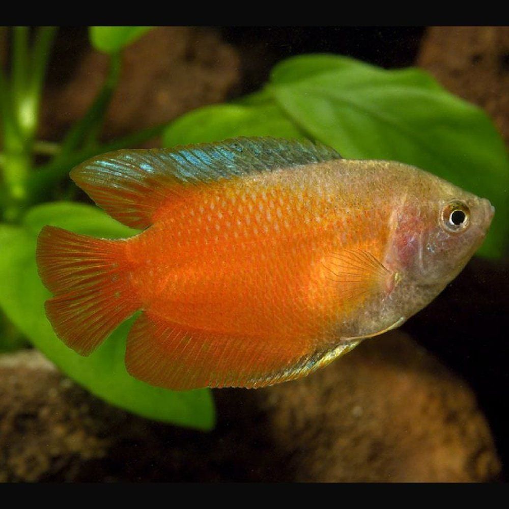 Gourami Colisa Lalia (dwarf gourami) 3-4 cm