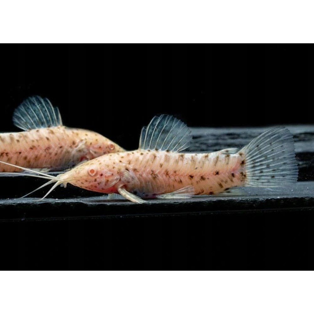 Peste sanitar, Hoplosternum thoracatum albino 3-4 cm