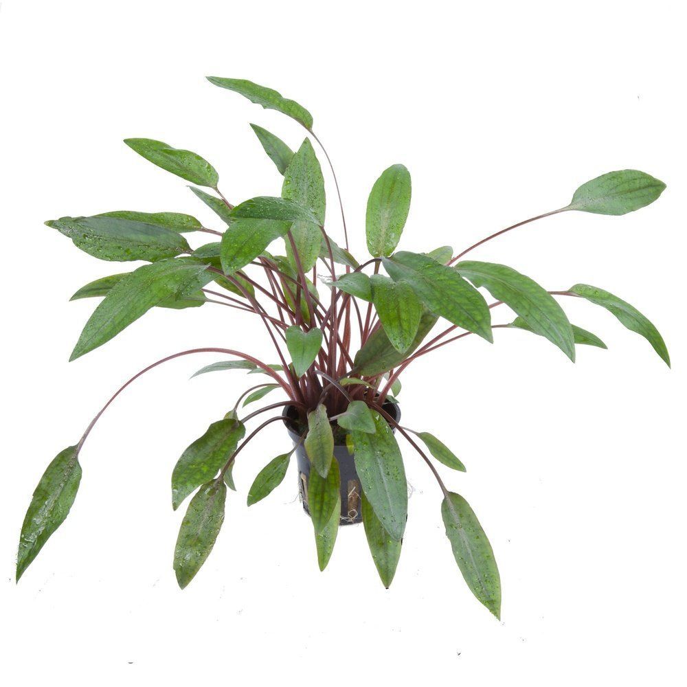 Planta naturala de acvariu, Tropica, Cryptocoryne beckettii Petchii, blister, 20 cm