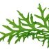 Planta naturala de acvariu, Tropica, Ceratopteris thalictroides