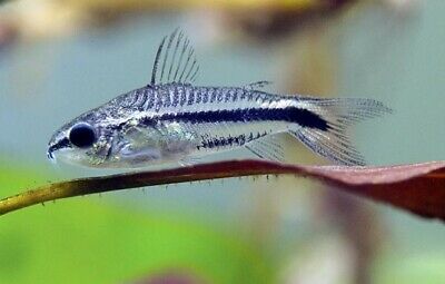 Peste sanitar, Corydoras Pigmy, 1-2 cm