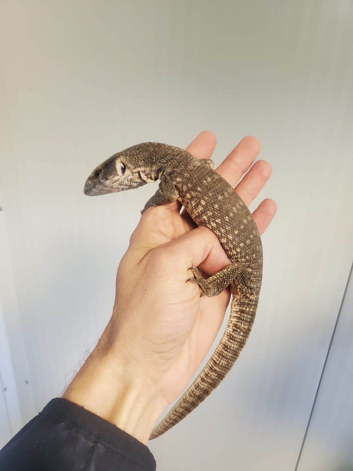Varanus exanthematicus