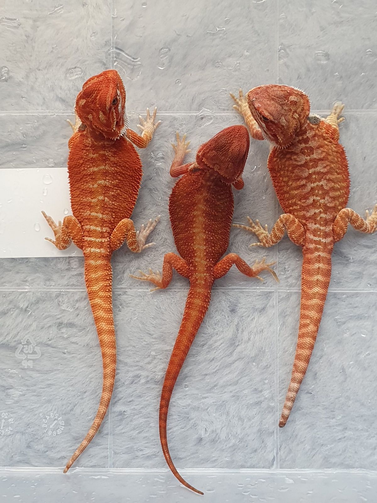 Agama cu barba, Pogona vitticeps (Bearded Dragon) 14 cm