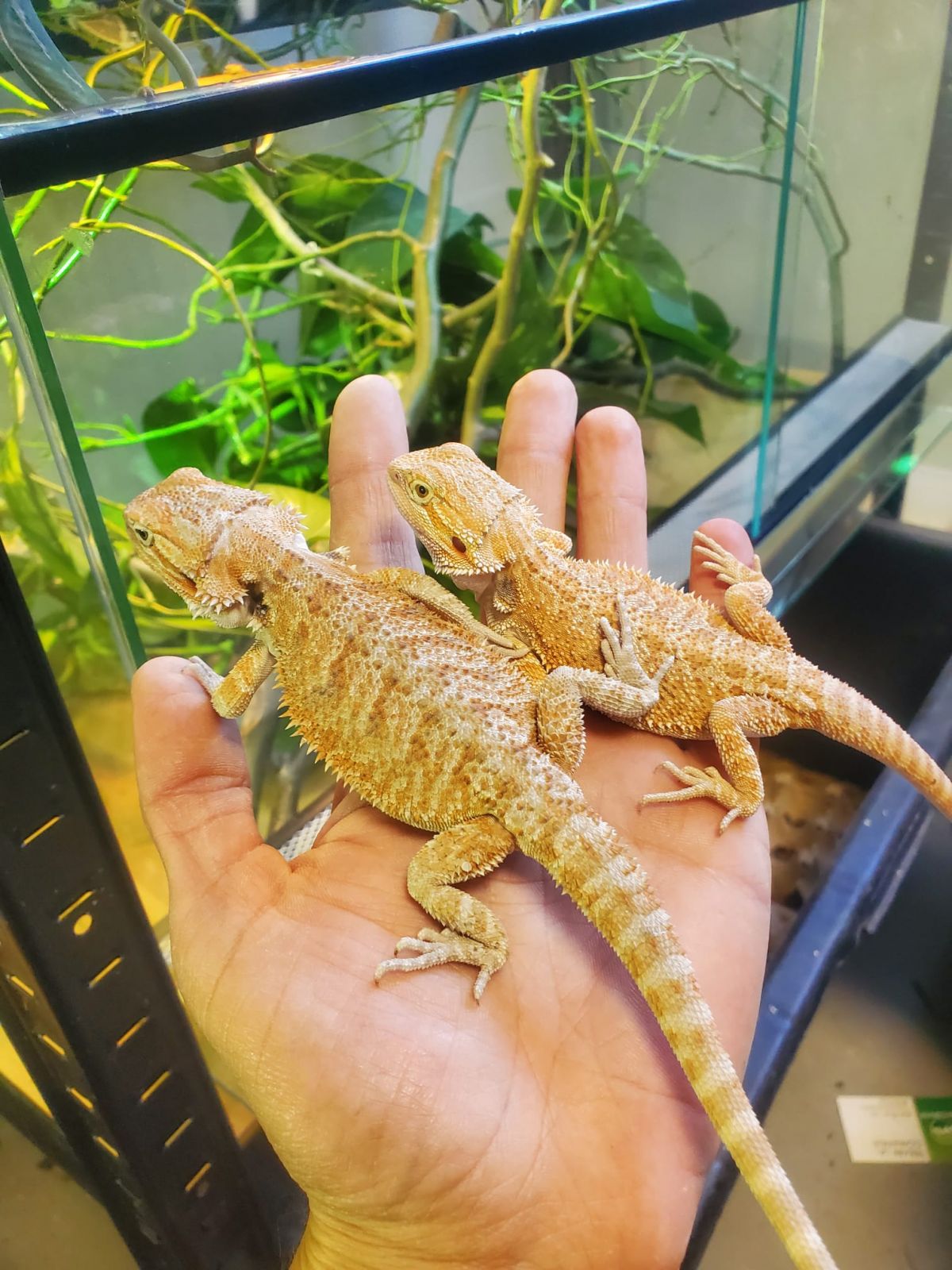 Agama cu barba, Pogona vitticeps (Bearded Dragon) 14 cm