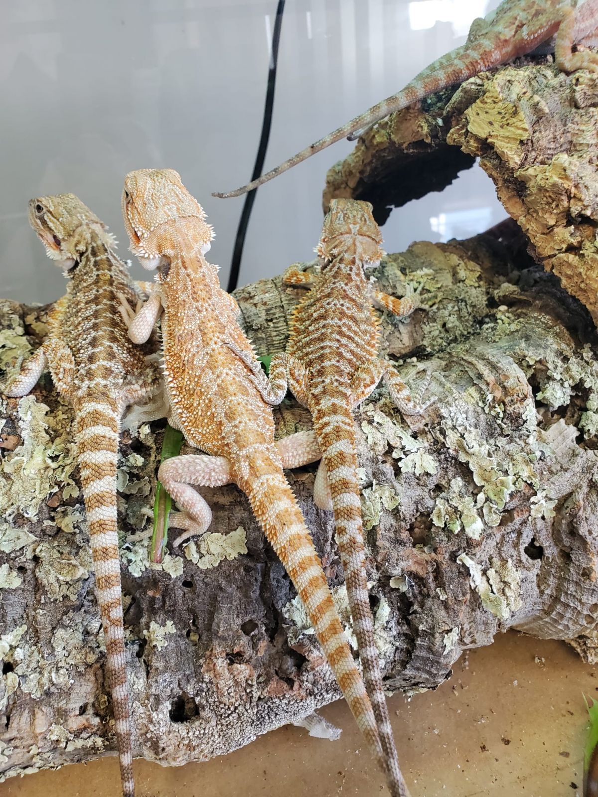 Agama cu barba, Pogona vitticeps (Bearded Dragon) 14 cm