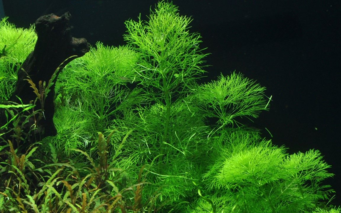 Planta naturala de acvariu, Tropica, Limnophila aquatica, 1-2-Grow!, 5 cm