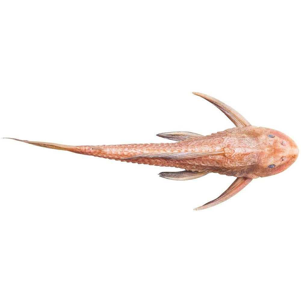 Anci tru p. albino