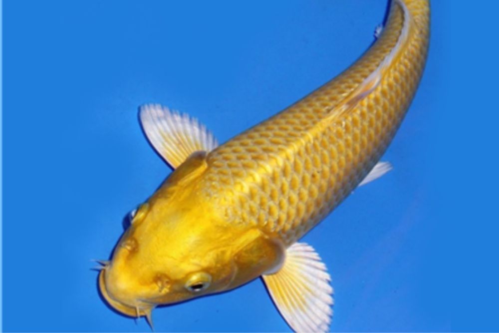 crap koi Yamabuki Ogon Cyprinus carpio 25-30cm galben auriu