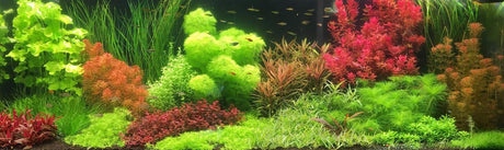 Ghid pentru acvariu olandez