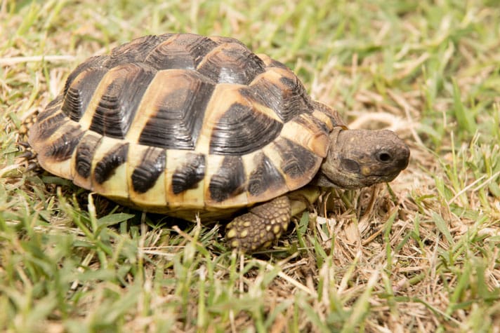 Testoasa de uscat Testudo hermanni pe iarba - habitat natural