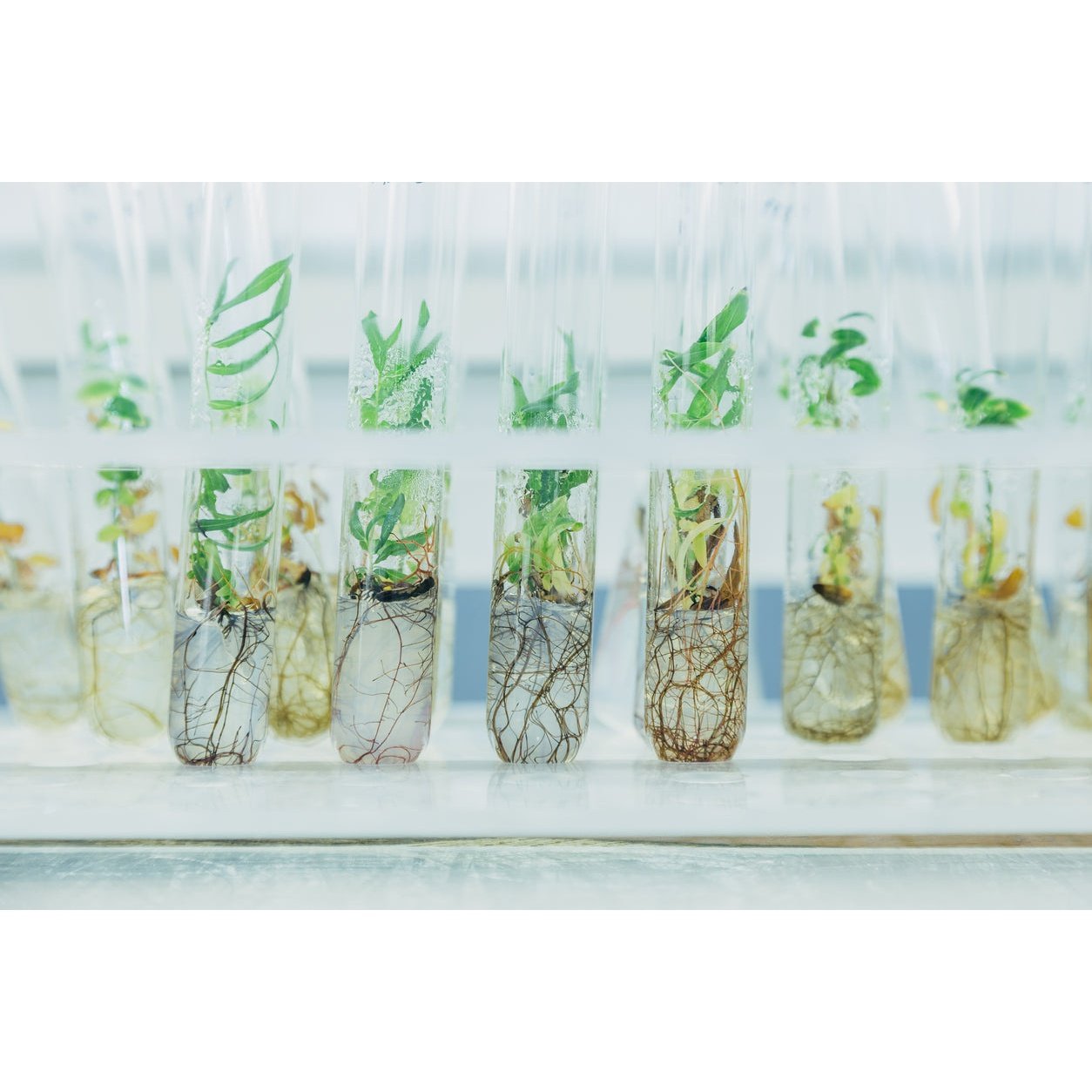 plante in vitro de diferite dimensiuni fara alge, bacterii sau paraziti pentru acvariu bucephalandra anubias echinodorus endler.ro endler fish pesti betta
